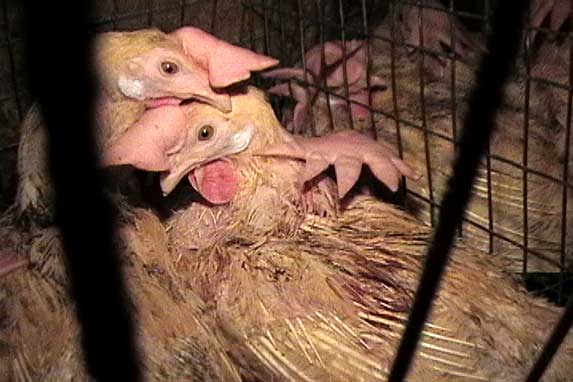 This is the reality of battery hen egg production. Please help. Don't buy cruelty. Any commerical egg production involves killing male chicks because they do not produce eggs. They are often killed in extremely inhumane ways. 